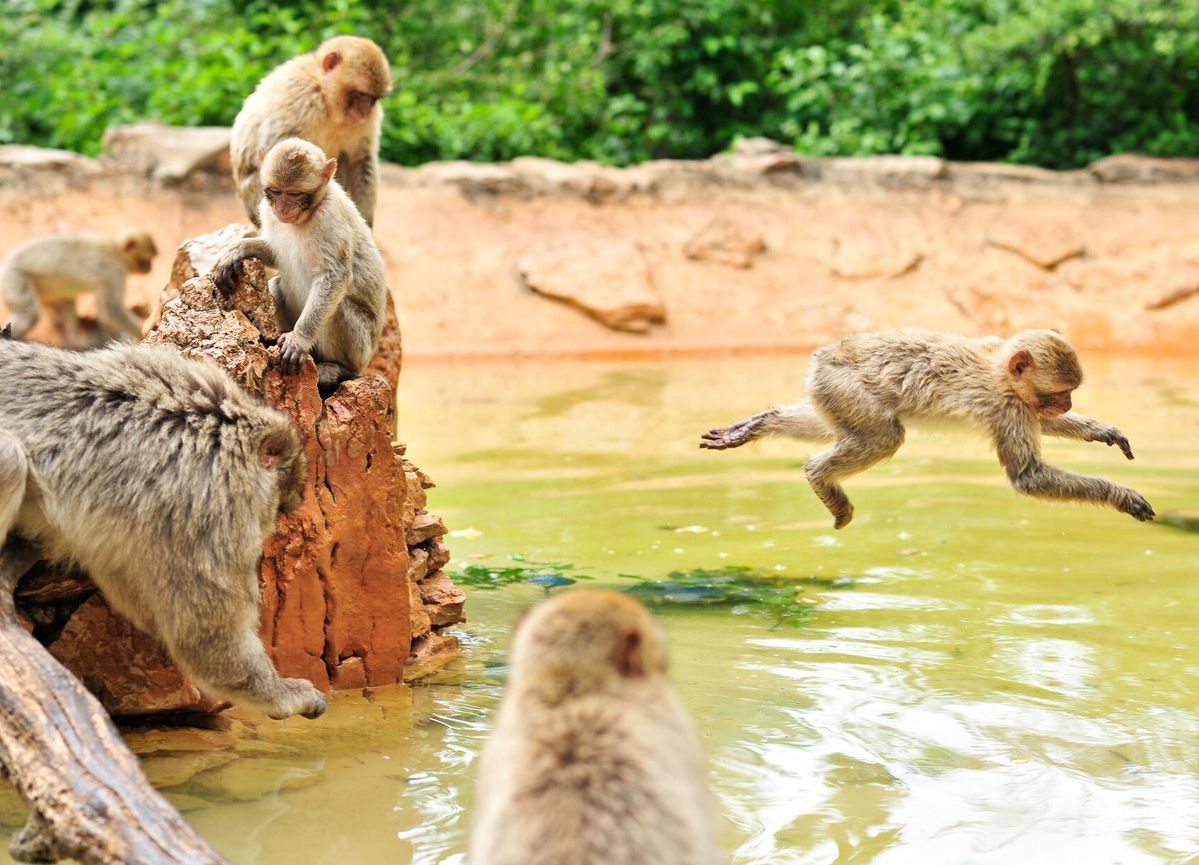 Forêt des Singes à Rocamadour, parc où les singes vivent en liberté dans le Lot, attraction nature et familiale proche du camping Les Trois Sources.