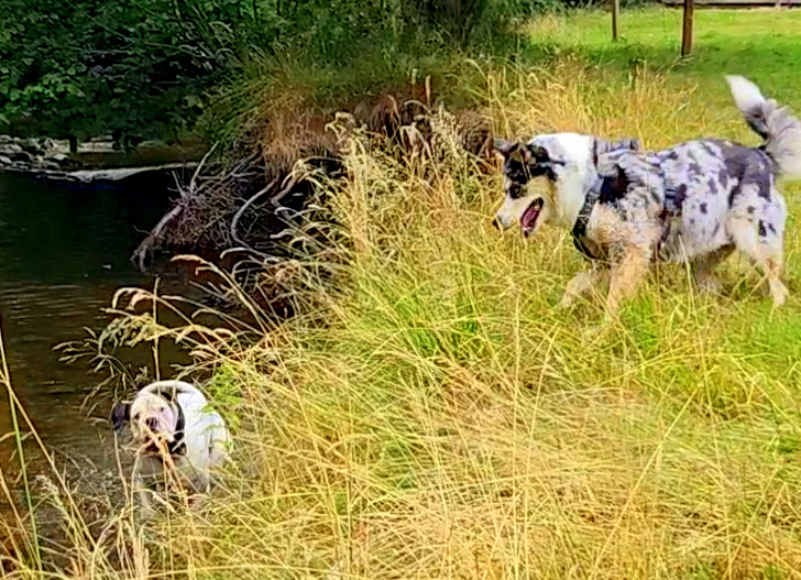 Deux chiens jouant au camping Les Trois Sources, l’un dans la rivière et l’autre dans le parc autour de l’étang, moment nature et pet friendly pour les familles.