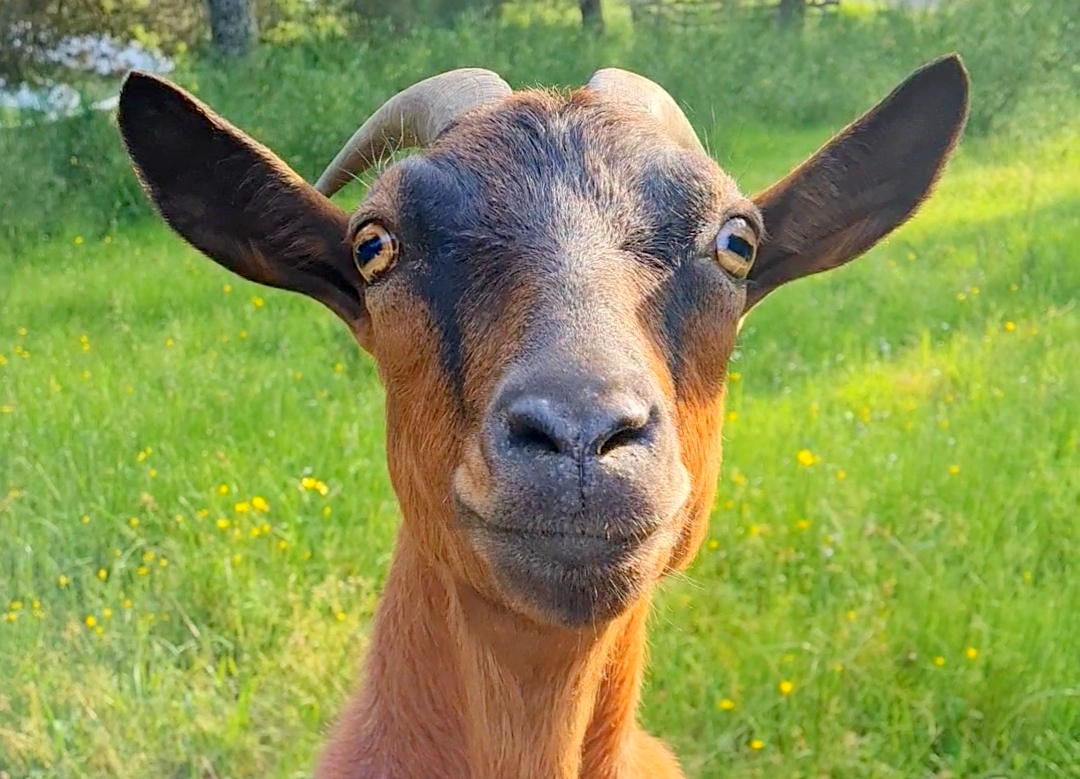 chèvre naine alpine