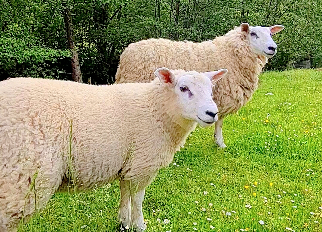 Screenshot_20240622_215837_Gallery