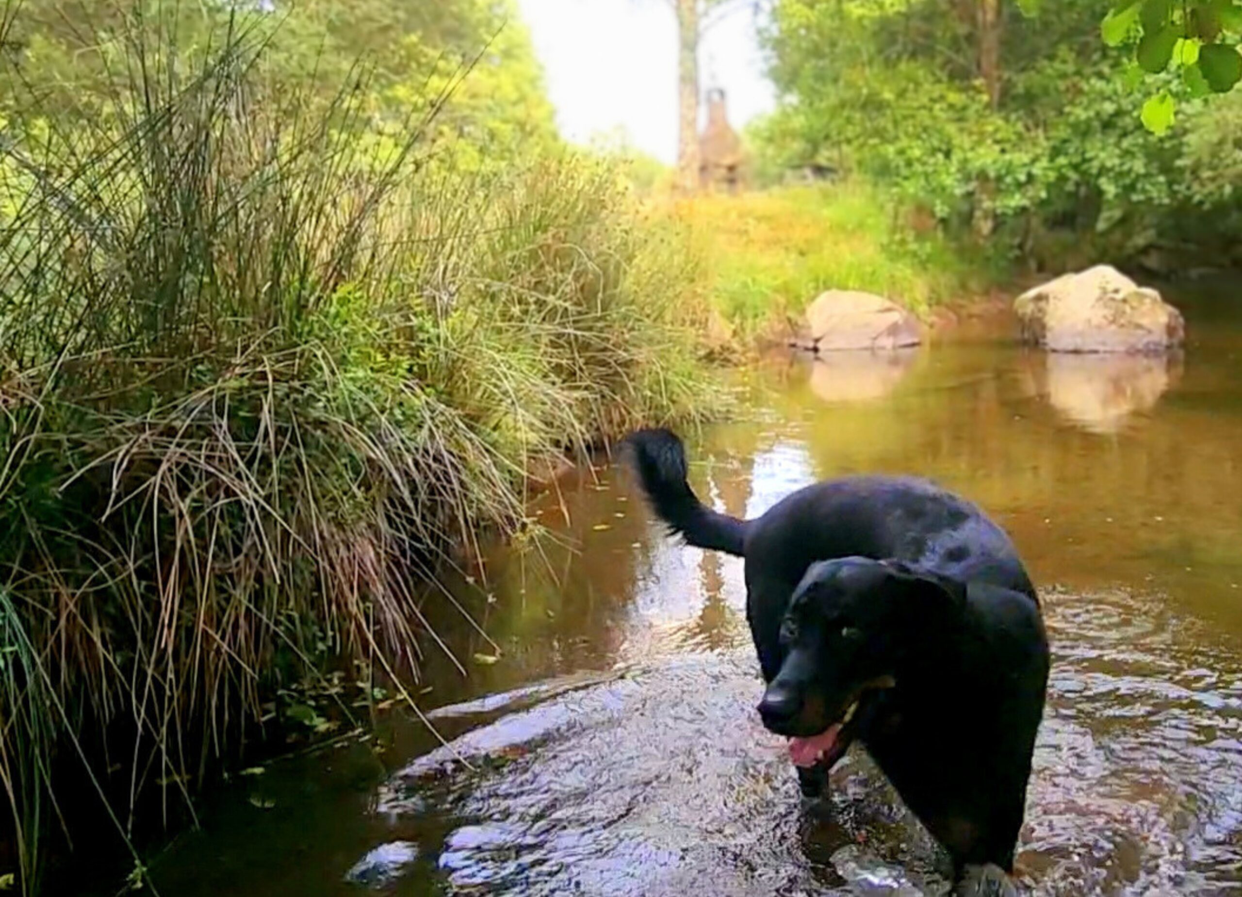 chien Chien se baignant dans la rivière du camping Les Trois Sources dans le Lot, région Occitanie, moment nature et pet friendly pour les familles.